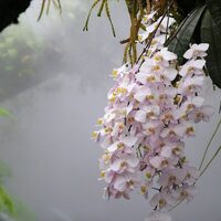 Orquídea